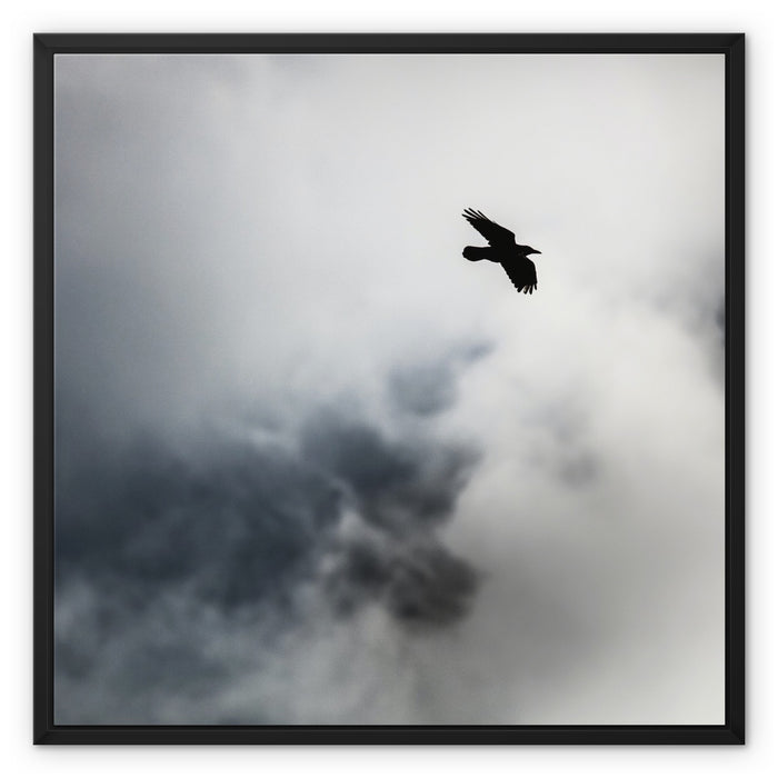 Storm Raven 2 Framed Canvas