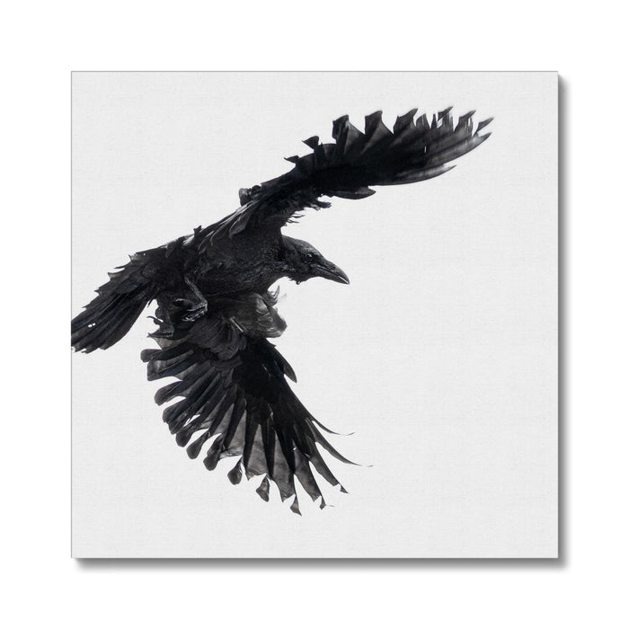 Raven 1 Canvas
