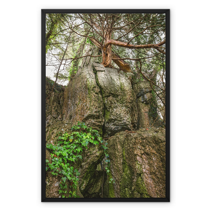 Boulder and Yew Framed Canvas