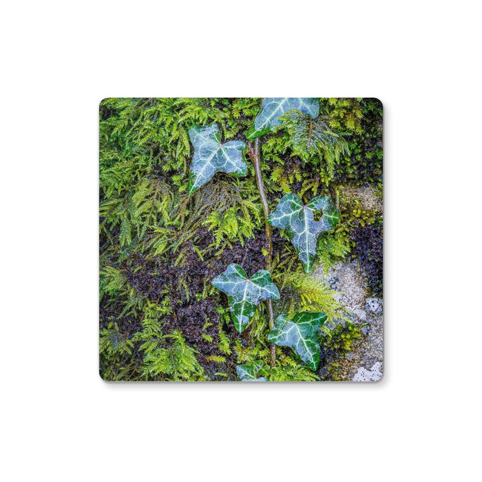 Ivy Clad Coaster