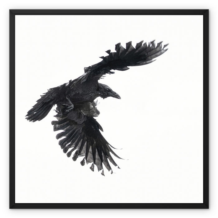 Raven 1 Framed Canvas