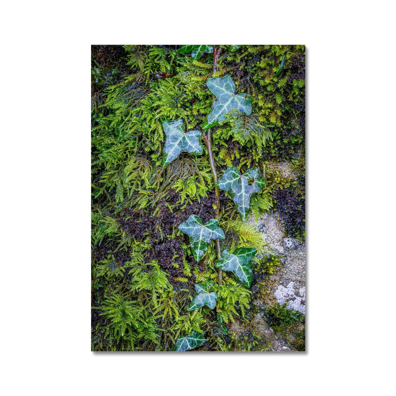 Ivy Clad Fine Art Print