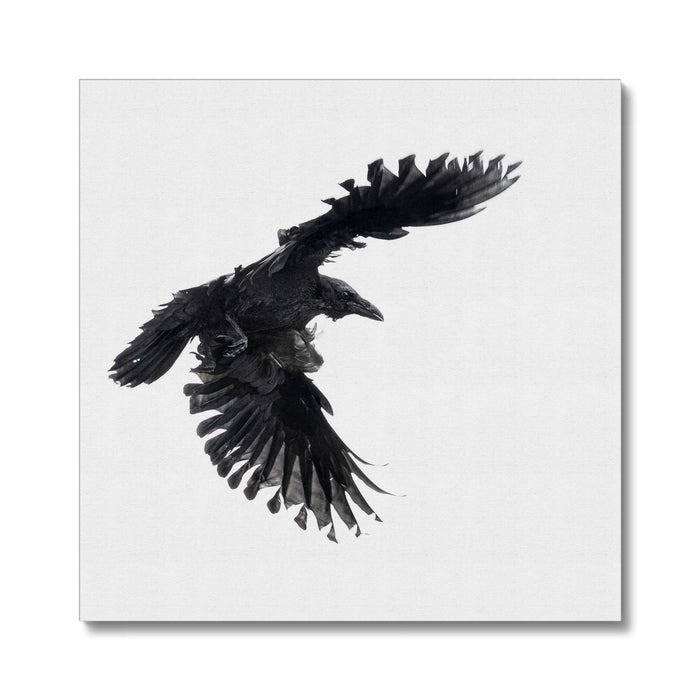 Raven 1 Canvas
