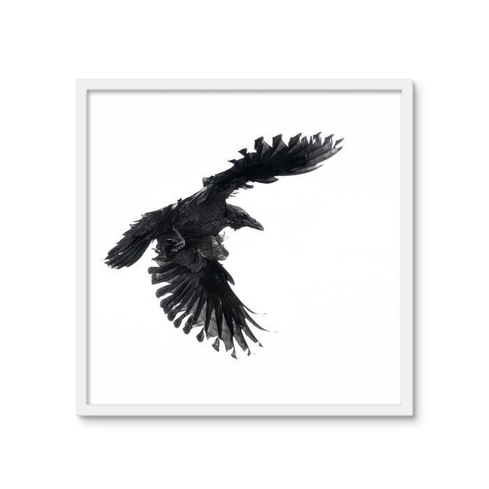 Raven 1 Framed Photo Tile