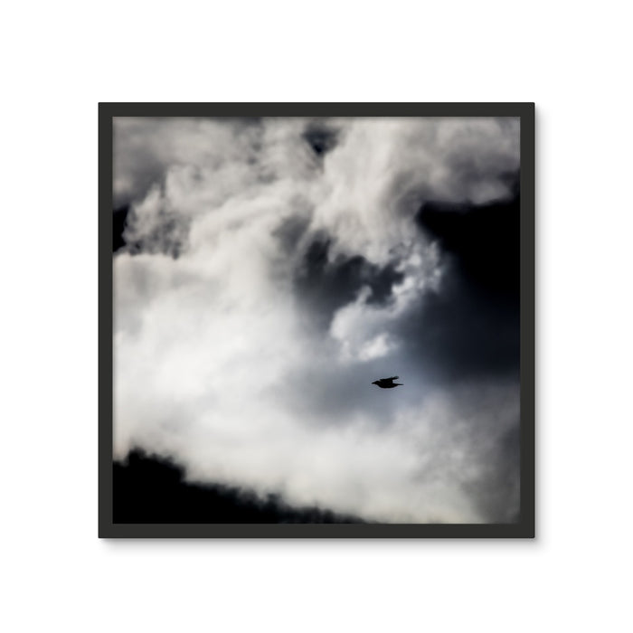 Storm Raven 1 Framed Photo Tile