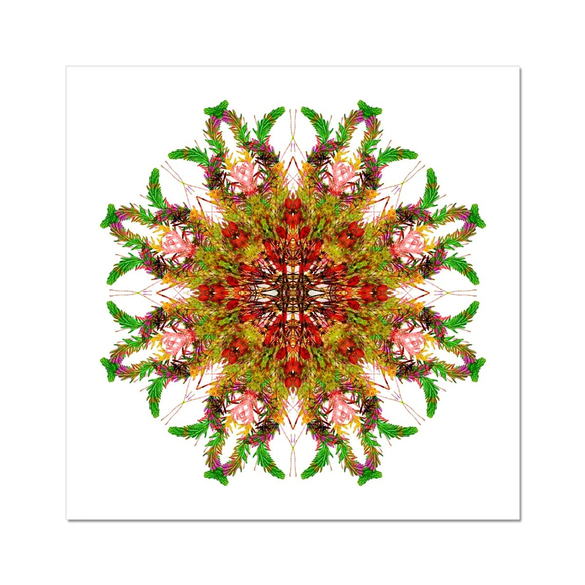 Bounty Mandala Hahnemühle Photo Rag Print