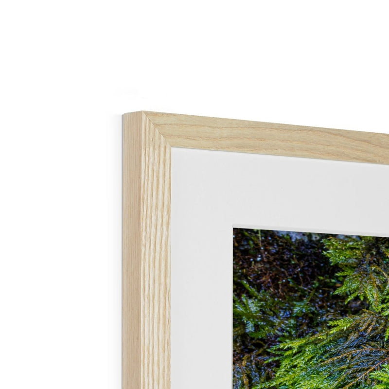 Ivy Clad Framed & Mounted Print