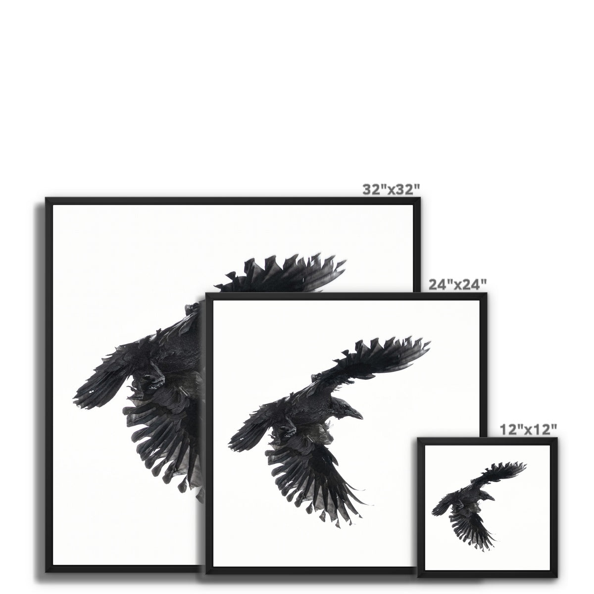 Raven 1 Framed Canvas