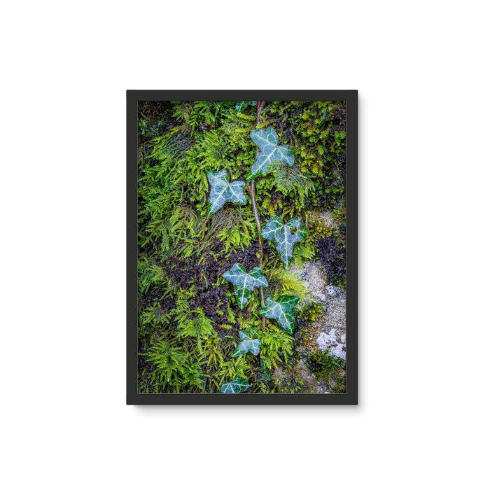 Ivy Clad Framed Photo Tile