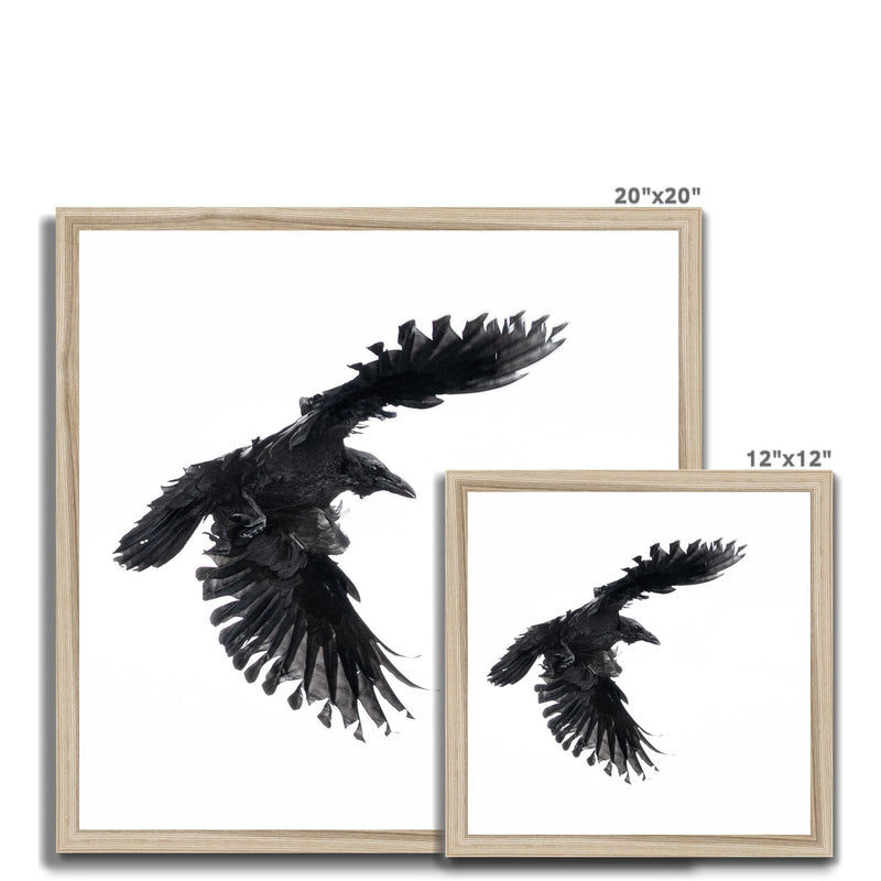 Raven 1 Framed Print