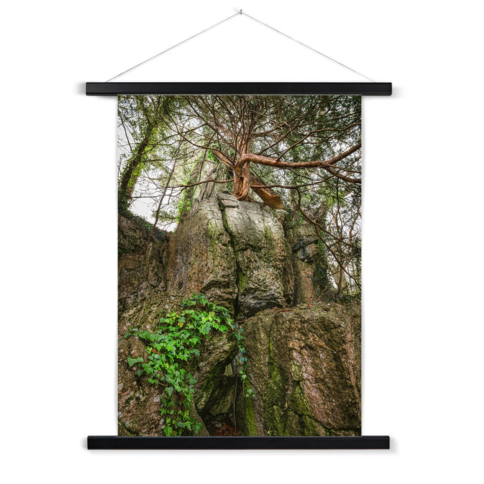 Boulder and Yew Fine Art Print with Hanger