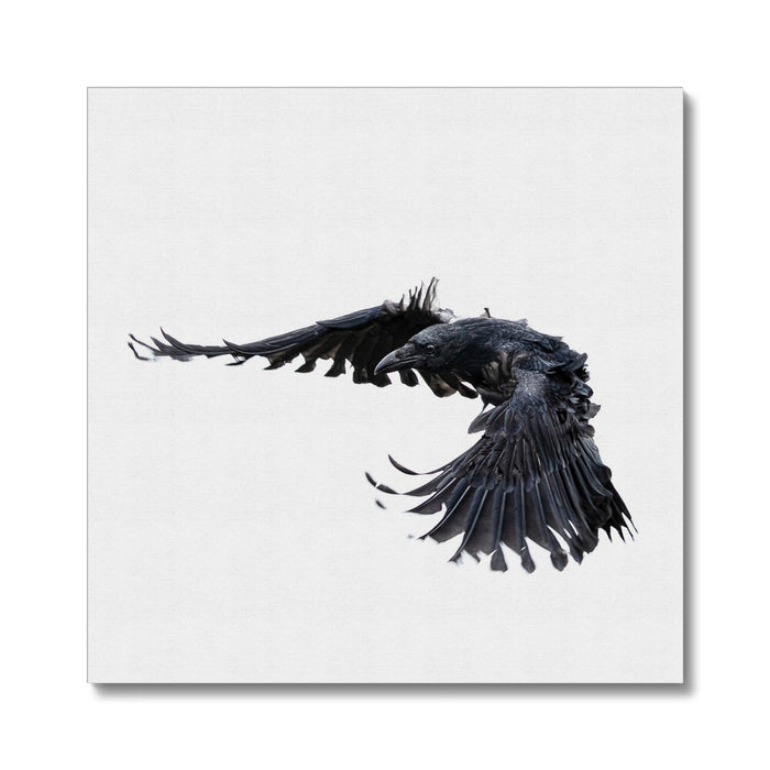Raven 2 Canvas