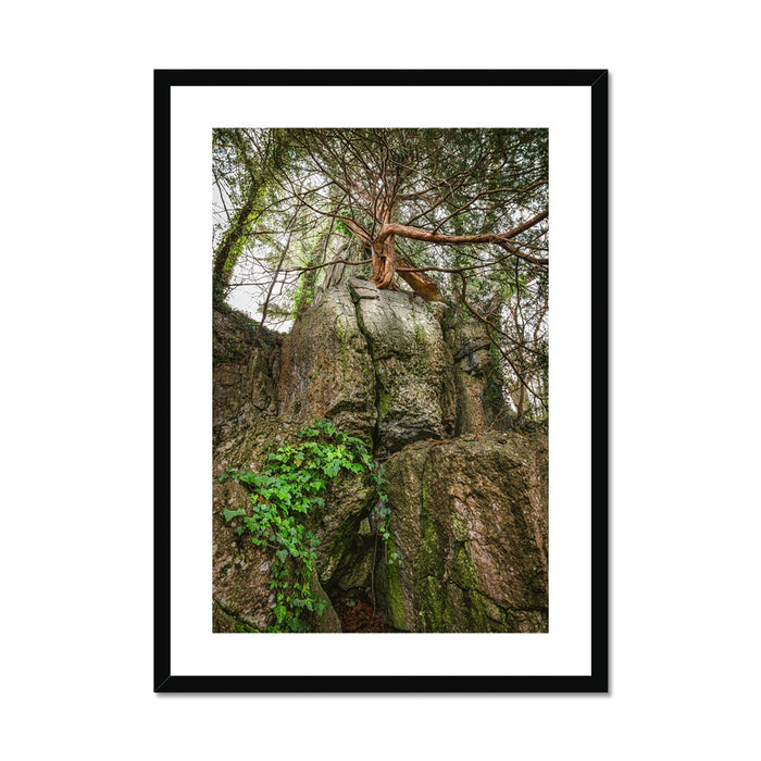 Boulder and Yew Framed & Mounted Print