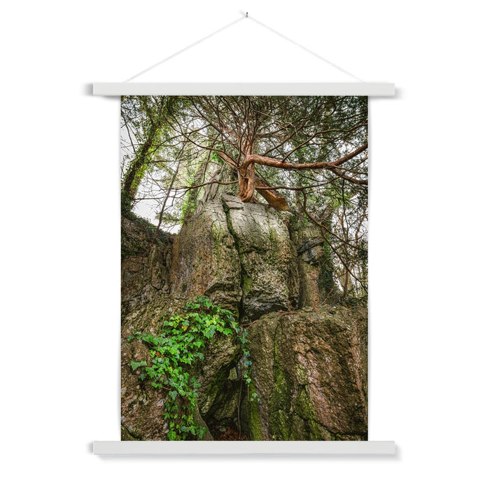 Boulder and Yew Fine Art Print with Hanger