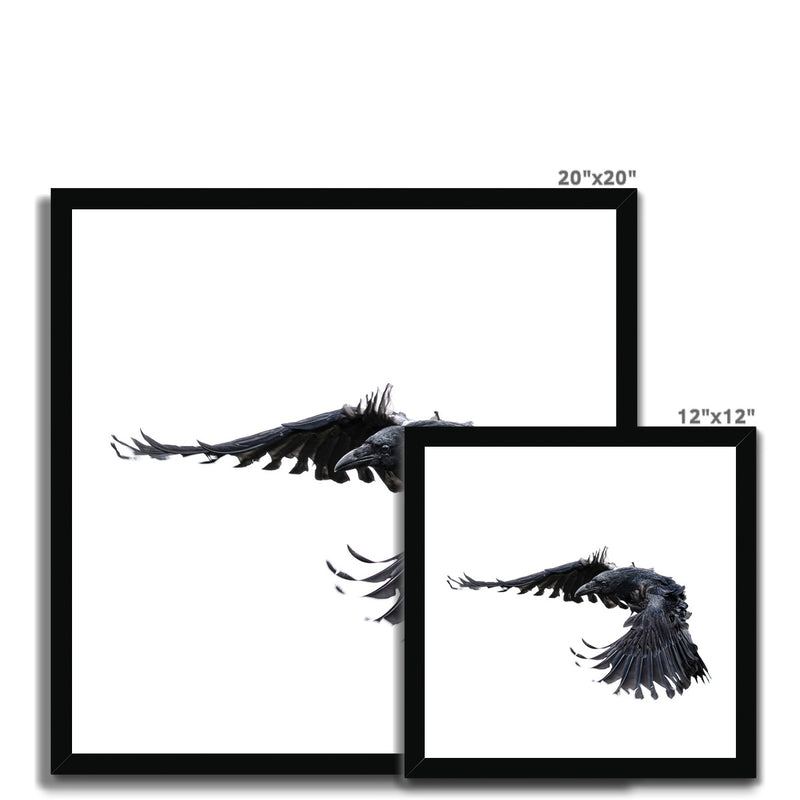 Raven 2 Budget Framed Poster