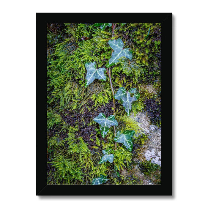 Ivy Clad Framed Print