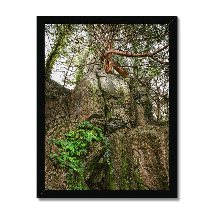 Boulder and Yew Budget Framed Poster