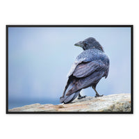 The Raven of Ireland Framed Canvas