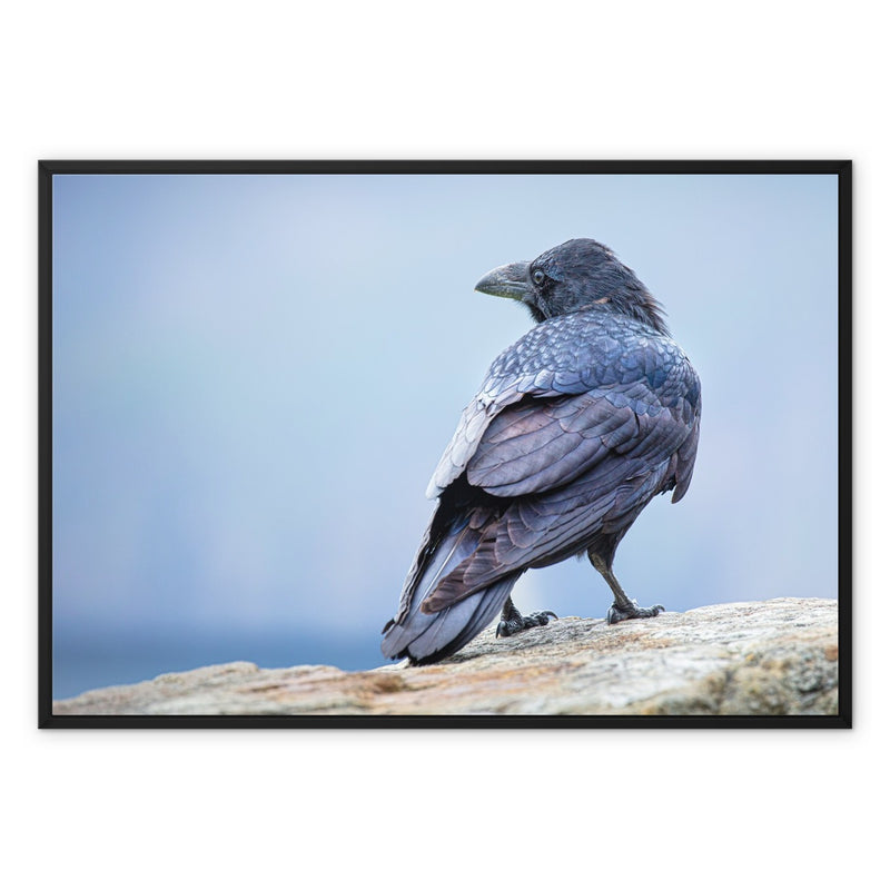 The Raven of Ireland Framed Canvas