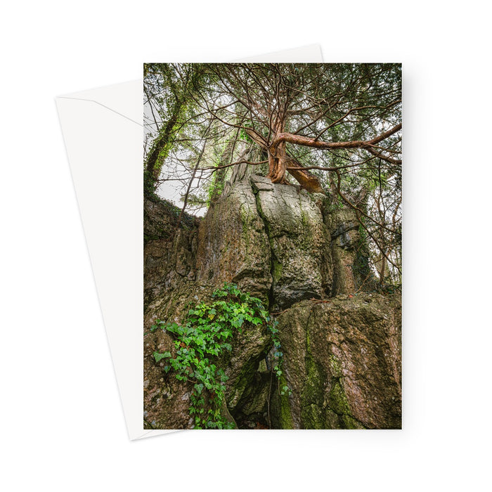 Boulder and Yew Greeting Card