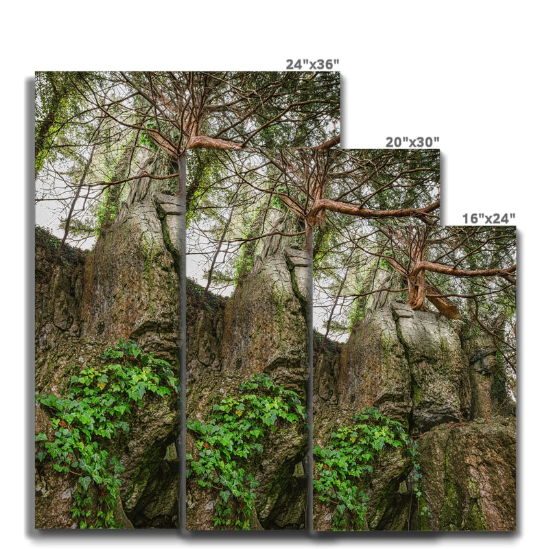 Boulder and Yew Canvas
