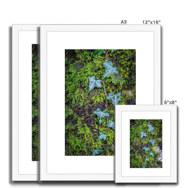 Ivy Clad Framed & Mounted Print