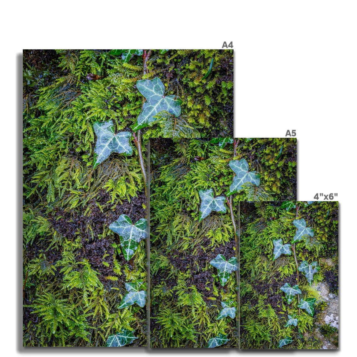 Ivy Clad Fine Art Print