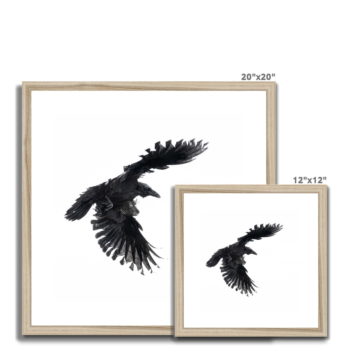 Raven 1 Framed & Mounted Print