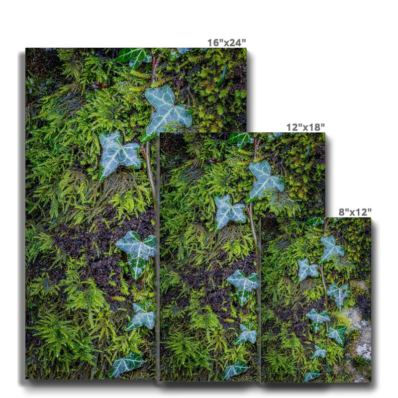 Ivy Clad Canvas