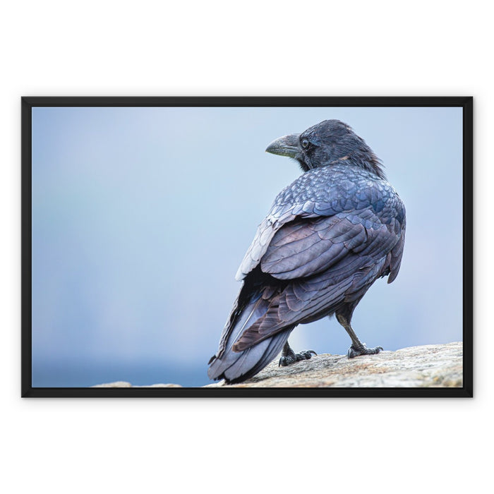 The Raven of Ireland Framed Canvas