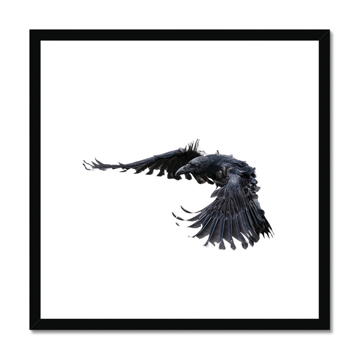 Raven 2 Framed & Mounted Print
