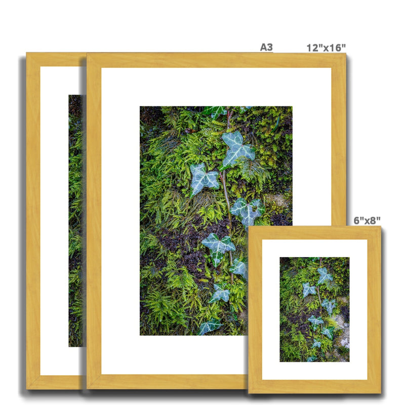 Ivy Clad Antique Framed & Mounted Print