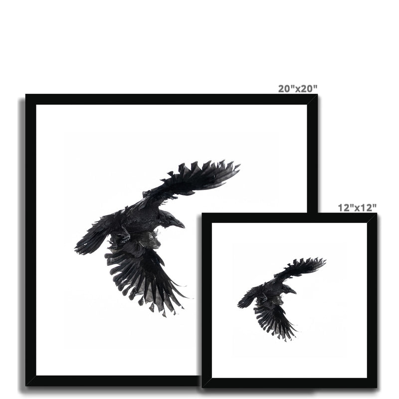 Raven 1 Framed & Mounted Print