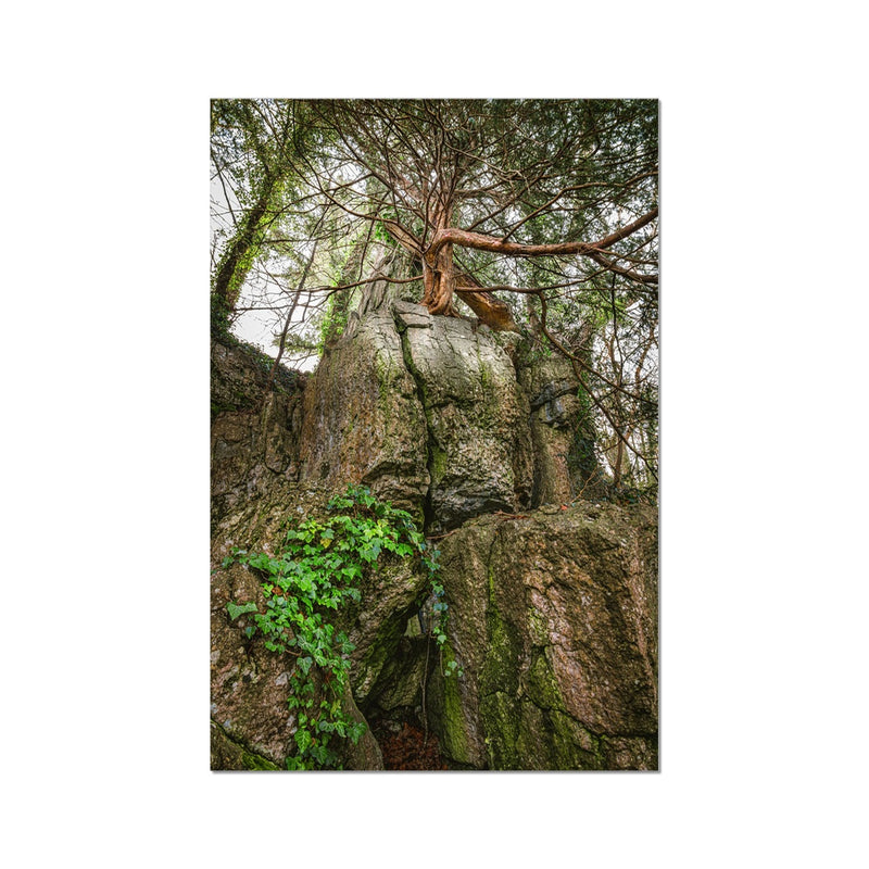 Boulder and Yew Hahnemühle Photo Rag Print