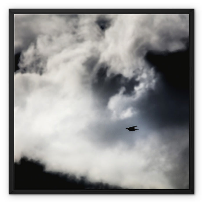 Storm Raven 1 Framed Canvas