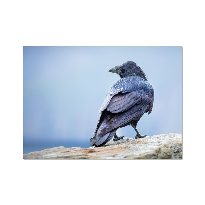 The Raven of Ireland Hahnemühle Photo Rag Print