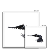 Raven 2 Framed Print