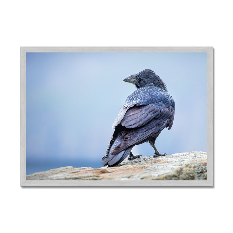 The Raven of Ireland Antique Framed Print