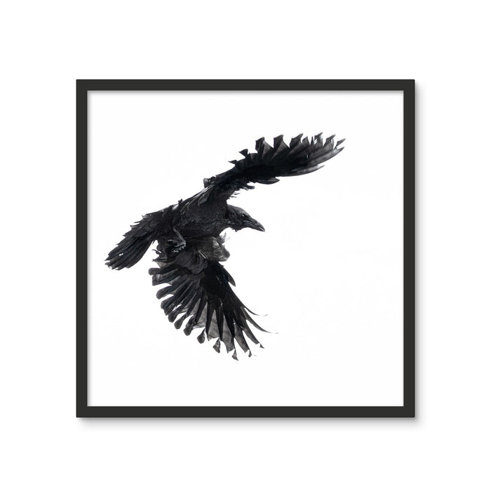 Raven 1 Framed Photo Tile