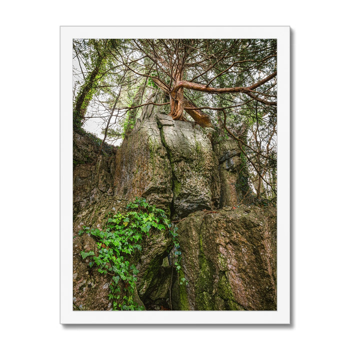 Boulder and Yew Budget Framed Poster