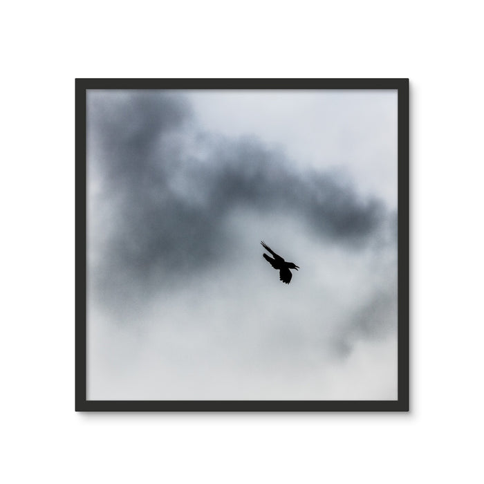Storm Raven 3 Framed Photo Tile