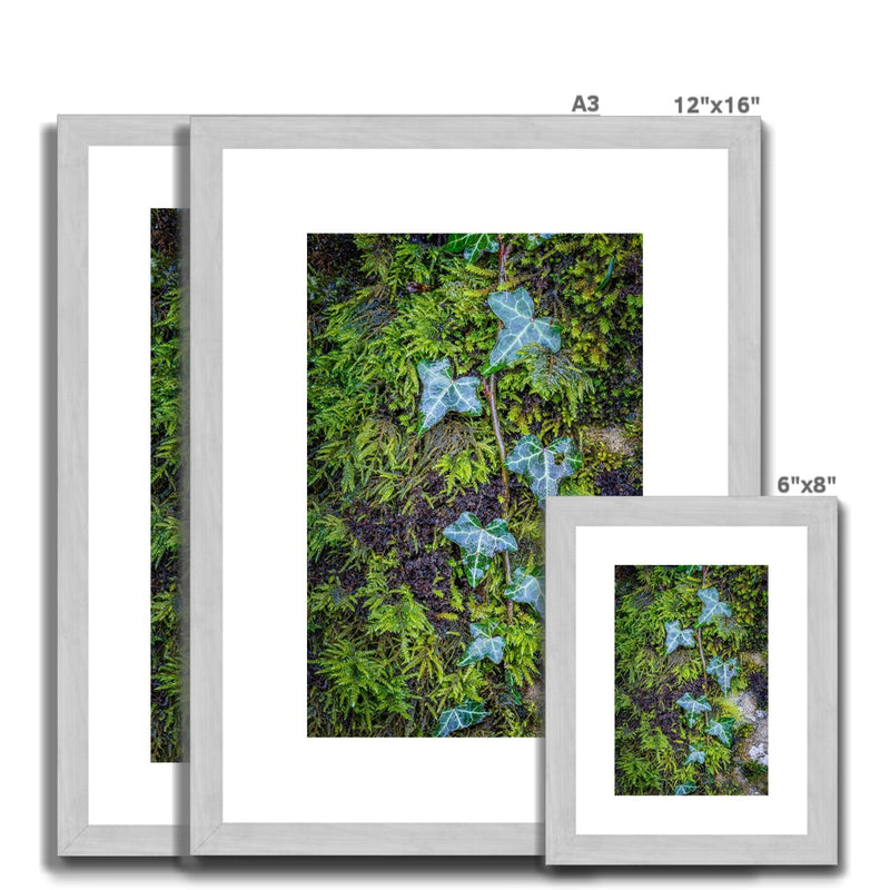 Ivy Clad Antique Framed & Mounted Print