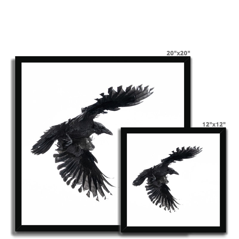 Raven 1 Budget Framed Poster