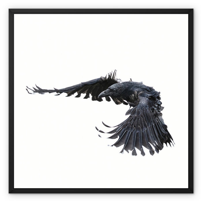 Raven 2 Framed Canvas
